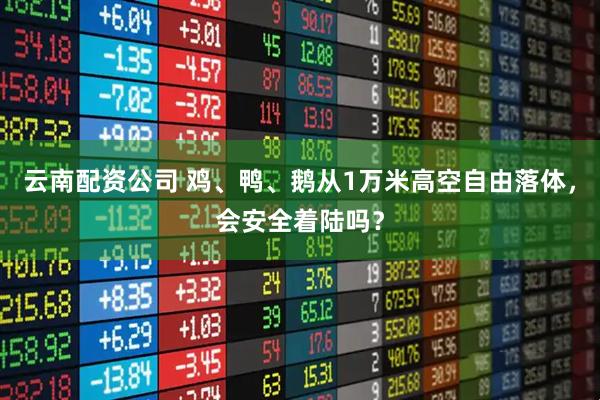 云南配资公司 鸡、鸭、鹅从1万米高空自由落体，会安全着陆吗？